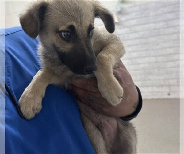 Medium Photo #1 German Shepherd Dog Puppy For Sale in San Bernardino, CA, USA