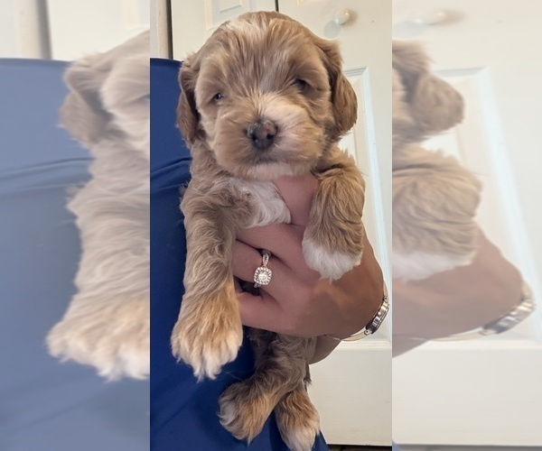 Medium Photo #16 Cock-A-Poo Puppy For Sale in KENNER, LA, USA