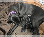 Litter of 3 - Male(s) and Female(s) Great DaneLitter of Puppies for Sale - Small photo