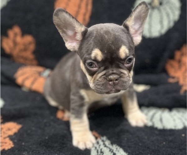 Medium Photo #2 French Bulldog Puppy For Sale in UPPER MARLBORO, MD, USA