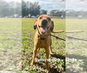 Labrador Retriever-Unknown Mix Dogs for adoption in Oakhurst, NJ, USA