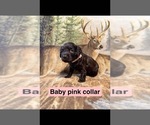 Litter of 5 - Male(s) and Female(s) Boykin SpanielLitter of Puppies for Sale - Photo #5