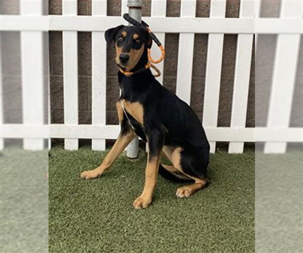 Medium Photo #1 Doberman Pinscher-Unknown Mix Puppy For Sale in Modesto, CA, USA