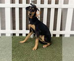 Small Doberman Pinscher Mix
