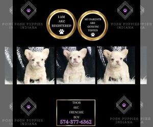 French Bulldog Puppy for Sale in WARSAW, Indiana USA