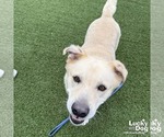 Small #3 Labrador Retriever-Retriever  Mix