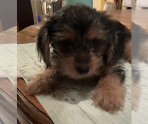 Yorkshire Terrier Puppy for sale in BYRAM, MS, USA