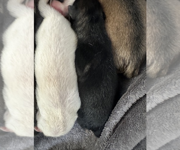 Medium Photo #1 German Shepherd Dog-Wolf Hybrid Mix Puppy For Sale in NEW BERN, NC, USA