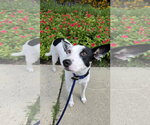 Small #1 Mutt
