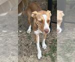 Small American Staffordshire Terrier Mix
