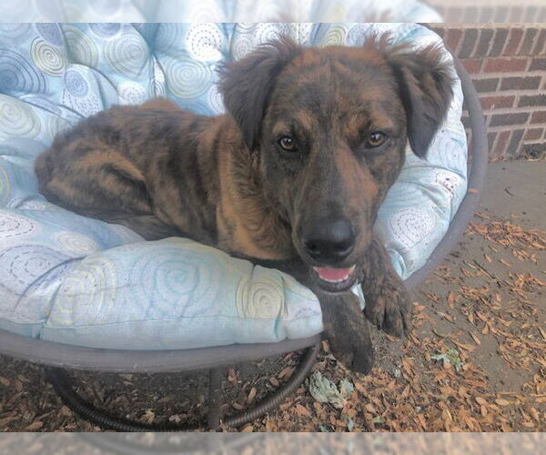 Medium Photo #2 American Staffordshire Terrier-Unknown Mix Puppy For Sale in Minneapolis, MN, USA