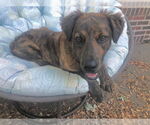Small #1 American Staffordshire Terrier Mix
