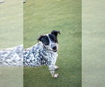 Small #3 Dalmatian Mix