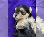 Small Photo #4 Yorkshire Terrier Puppy For Sale in P C BEACH, FL, USA