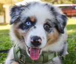 Small Photo #1 Australian Shepherd Puppy For Sale in PONTOTOC, MS, USA