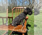Small Photo #12 Schnoodle (Miniature) Puppy For Sale in NIANGUA, MO, USA