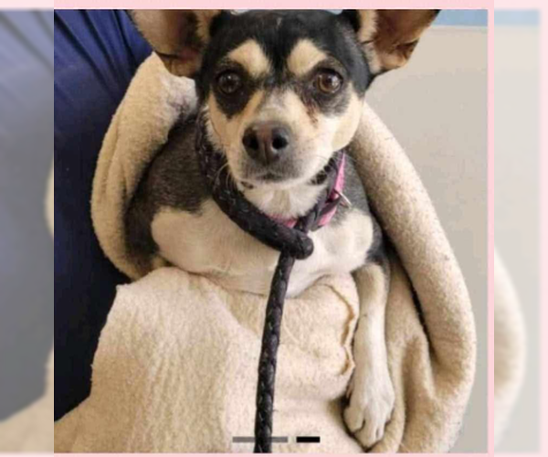 Medium Photo #1 Chihuahua-Unknown Mix Puppy For Sale in Cranston, RI, USA