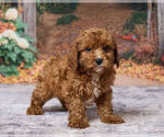 Larry - Male Cavapoo (Miniature) Puppy for Sale - Photo #3