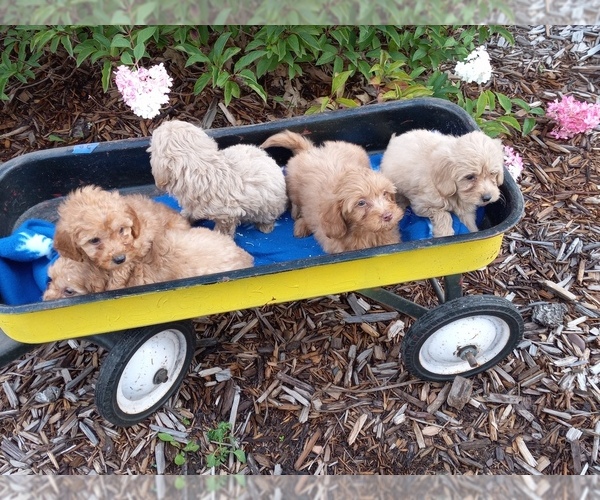 Medium Photo #4 Goldendoodle (Miniature) Puppy For Sale in HINCKLEY, MN, USA