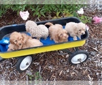 Small #3 Goldendoodle (Miniature)