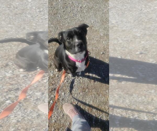 Medium Photo #1 Border Collie Puppy For Sale in DuQuoin, IL, USA