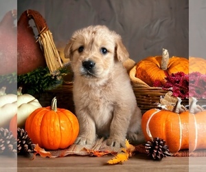 Golden Retriever Puppy for sale in NEOLA, WV, USA