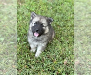 Keeshond-Siberian Husky Mix Puppy for sale in SUFFOLK, VA, USA
