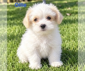 Shih-Poo Puppy for sale in FAIR HAVEN, MI, USA