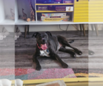 Small #10 American Pit Bull Terrier-Labrador Retriever Mix