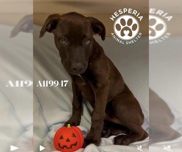 Medium Photo #1 Mutt Puppy For Sale in HESPERIA, CA, USA
