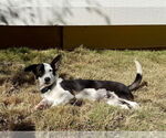 Small #4 Border Collie Mix
