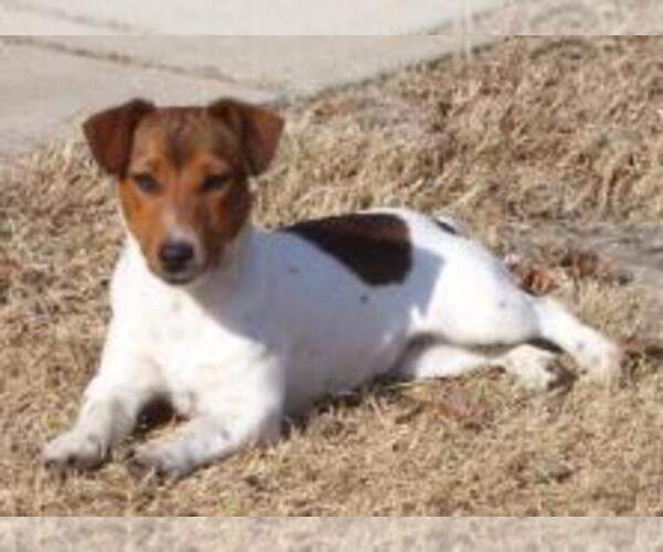 Medium Photo #2 Jack Russell Terrier Puppy For Sale in FAYETTEVILLE, NC, USA