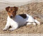 Small #1 Jack Russell Terrier