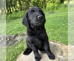 Small #1 Golden Labrador