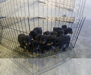 Rottweiler Puppy for sale in CUMBERLAND, VA, USA