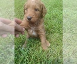 Small Photo #14 Goldendoodle Puppy For Sale in SONORA, KY, USA
