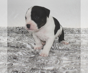 American Bully Puppy for sale in PARKLAND, WA, USA