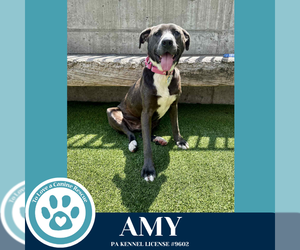 American Pit Bull Terrier-Labrador Retriever Mix Dogs for adoption in Kimberton, PA, USA