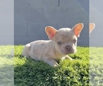 Small #28 French Bulldog