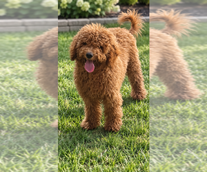 Goldendoodle mix (+ Poodle Miniature) Puppy for sale in CRETE, IL, USA