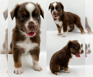 Miniature Australian Shepherd Puppy for sale in BROOKER, FL, USA