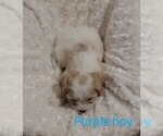 Small Photo #6 Cavachon Puppy For Sale in HOMELAND, CA, USA