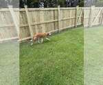 Small Photo #3 Mutt Puppy For Sale in Woodbury, NY, USA