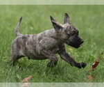 Small #6 Boxer Mix