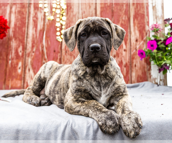Medium Photo #2 Mastiff Puppy For Sale in WAKARUSA, IN, USA