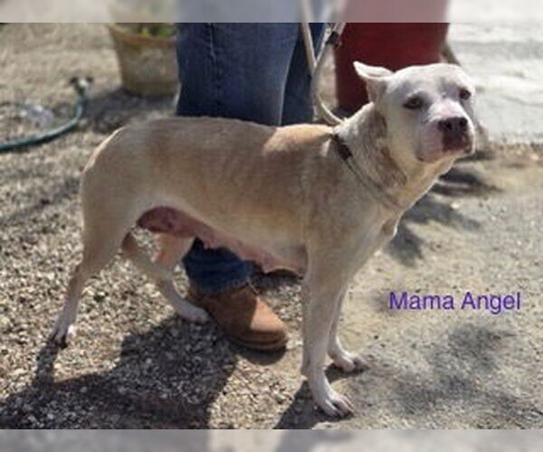 Medium Photo #2 American Pit Bull Terrier-Unknown Mix Puppy For Sale in Woodland Hills, CA, USA