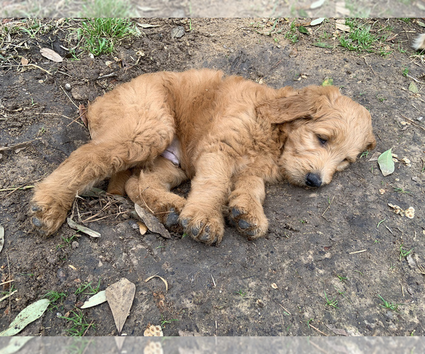 Medium Photo #2 Goldendoodle Puppy For Sale in CYPRESS, TX, USA