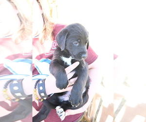 Great Dane Puppy for sale in COLORADO SPRINGS, CO, USA