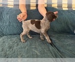 Puppy BELLE German Shorthaired Pointer