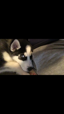 Siberian Husky Puppy for sale in MORGANTOWN, WV, USA